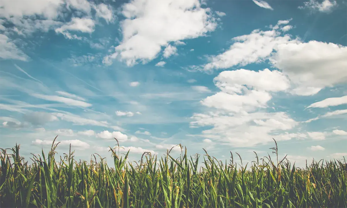 Agricultural Land: A Hidden Gem In Real Estate Investment Agricultural Land: A Hidden Gem In Real Estate Investment