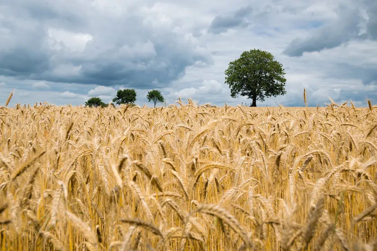 Agricultural Land Trust Maintains Growth Agricultural Land Trust Maintains Growth
